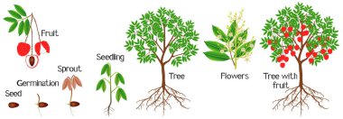 Cycle of growth of a lychee plant on a white background. clipart