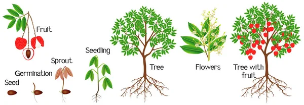 白い背景にライチの植物の成長のサイクル — ストックベクタ