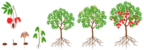Ein Wachstumszyklus Einer Litschi Pflanze Auf Weißem Hintergrund — Stockvektor