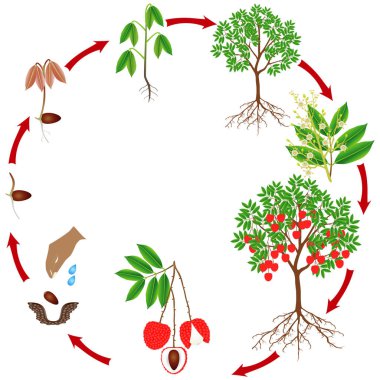 Cycle of growth of a lychee tree on a white background. clipart