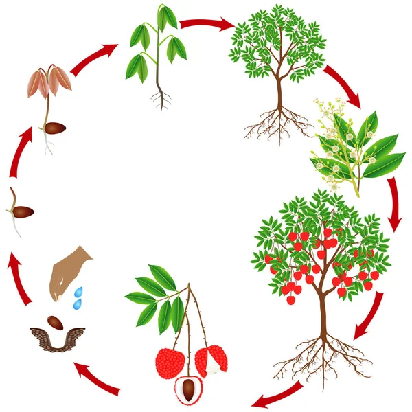 Beyaz Zemin Üzerinde Bir Lychee Ağacının Büyüme Döngüsü — Stok Vektör