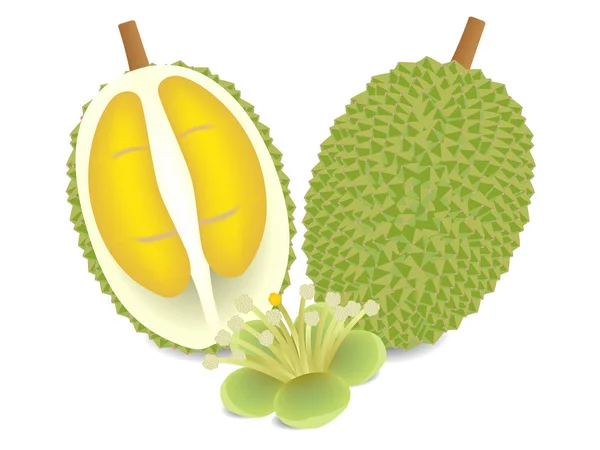 Durian Inteiro Metade Com Flor Isolada Fundo Branco — Vetor de Stock