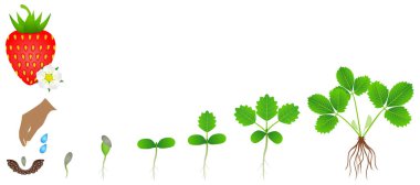 Beyaz izole bir çilek bitki yetiştirme sırası.