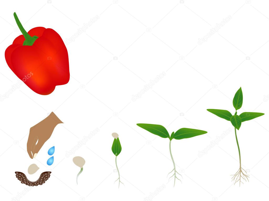 Sequence of red pepper plant growing isolated on white.