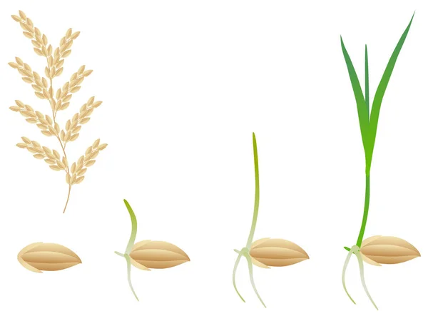 Sequenz Einer Reispflanze Die Isoliert Auf Weiß Wächst — Stockvektor