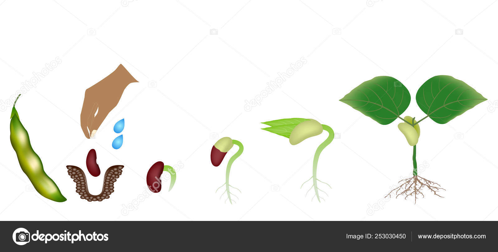 Sequence Bean Plant Growing Isolated White Stock Vector Image by