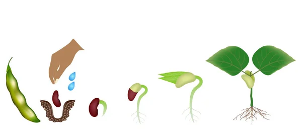 Sequence of a bean plant growing isolated on white. — Stock Illustration Sequence Bean Plant Growing Isolated White Vector Graphics