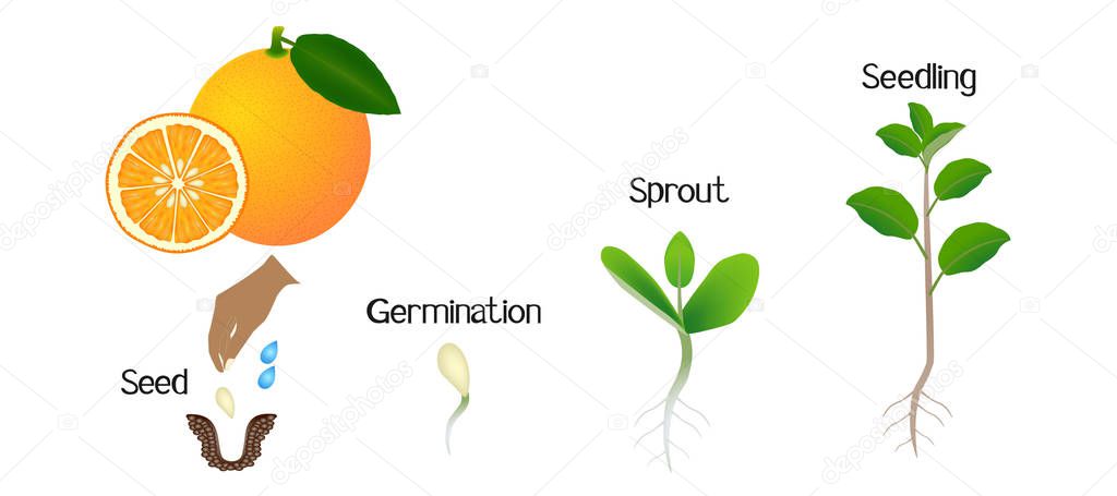 Sequence of an orange plant growing isolated on white.