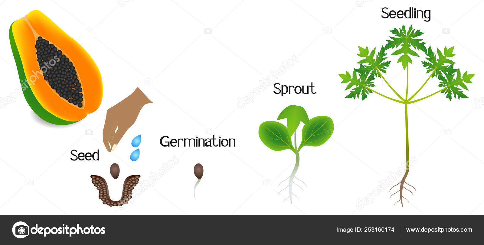 Sequence Papaya Plant Growing Isolated White Stock Vector Image by