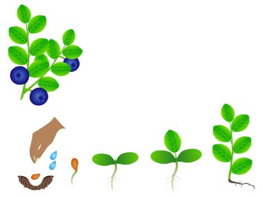 Beyaz izole bir yaban mersini bitki yetiştirme sırası.
