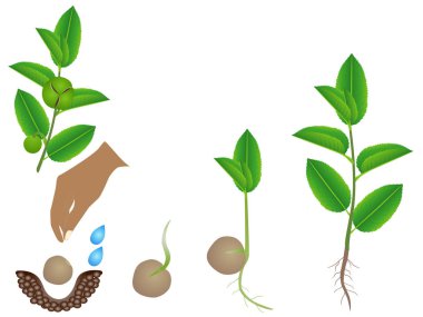 Yeşil çay (camellia sinensis) üzerinde beyaz izole bitki yetiştirme sırası.