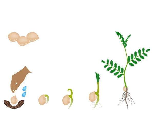 白で隔離ひよこ豆植物の成長の順序 — ストックベクタ