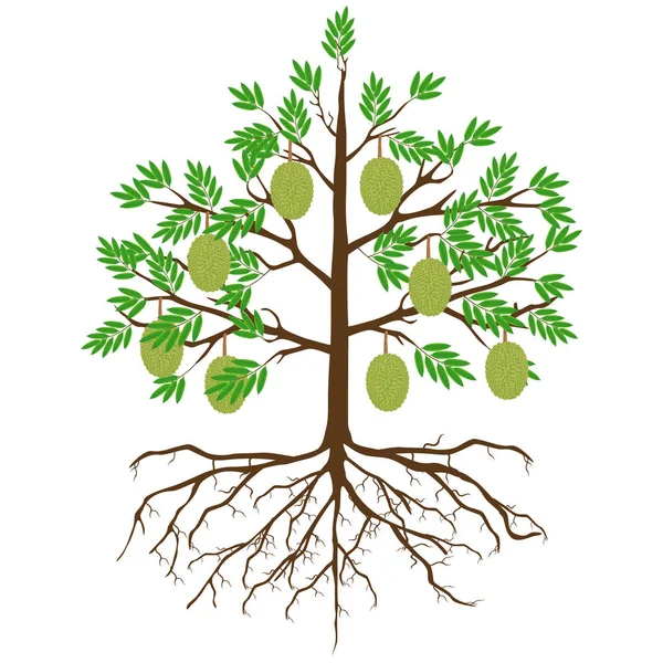 根と白い背景の上の果物ドリアンの木 — ストックベクタ