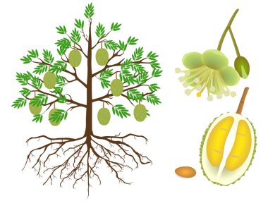 Beyaz zemin üzerinde bir durian ağaç parçaları.