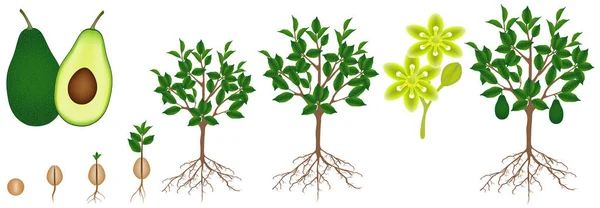 Ein Wachstumszyklus Einer Avocadopflanze Auf Einem Weißen — Stockvektor