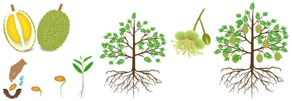 白い背景にドリアン植物の成長のサイクル — ストックベクタ