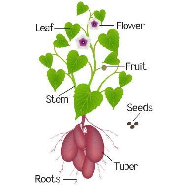Beyaz bir arka planda tatlı patates bitkinin parçaları.