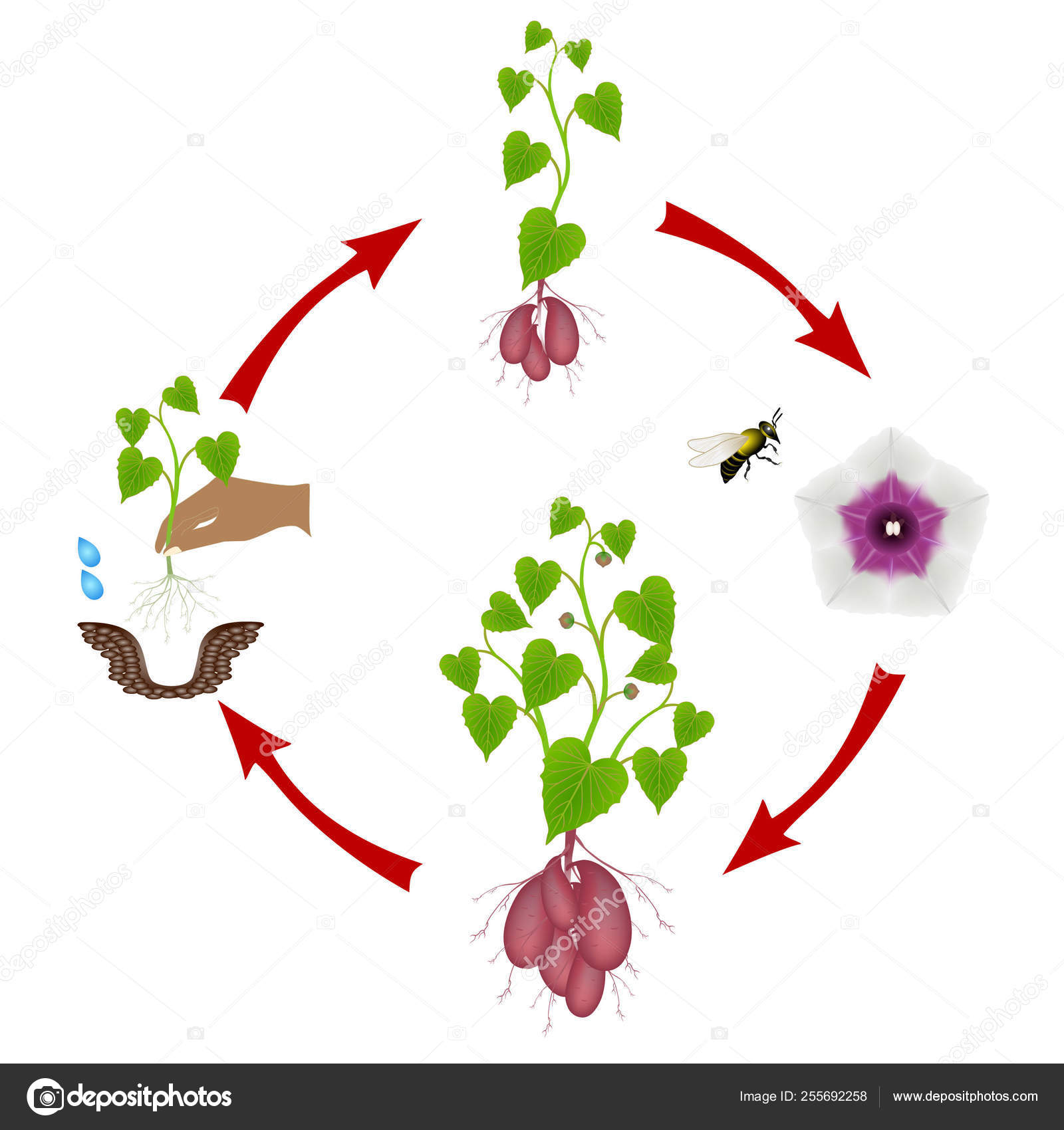Sequence Sweet Potato Plant Growing Isolated White Vector Image By C Zaqzaq81 Vector Stock Sequence Sweet Potato Plant Growing Isolated White Vector Image By C Zaqzaq81 Vector Stock