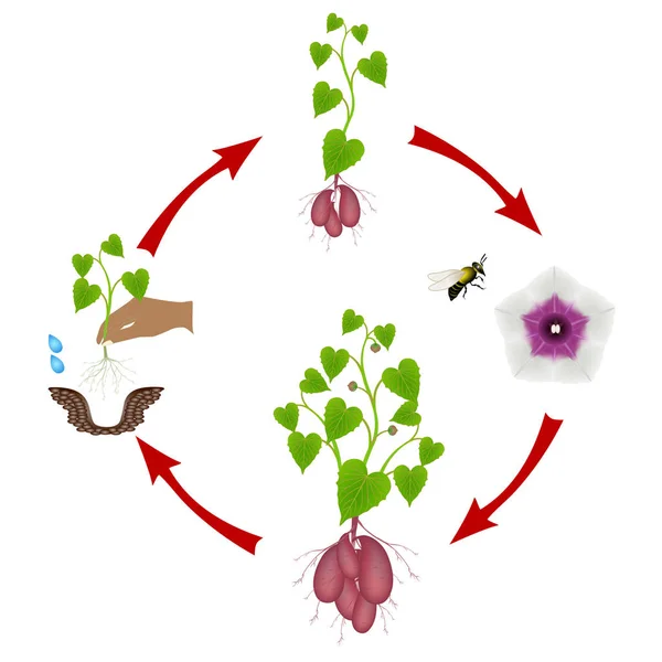 Secuencia Planta Batata Que Crece Aislada Blanco — Vector de stock