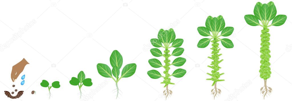 Cycle of growth of brussels sprouts plant on a white background.