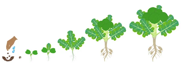 Ciclo Crecimiento Planta Brócoli Sobre Fondo Blanco — Vector de stock