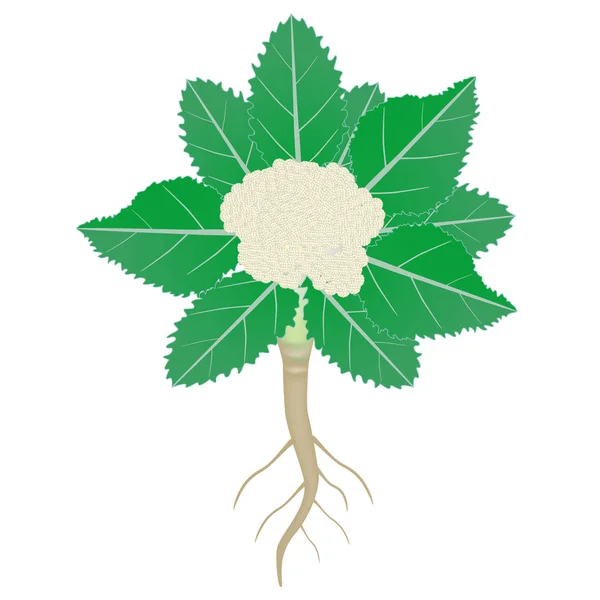 白い背景に根が孤立したカリフラワーの植物 — ストックベクタ