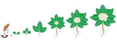 Beyaz bir arka planda karnabahar bitkinin büyüme döngüsü.