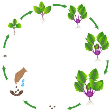 Beyaz arka plan üzerinde mor kohlrabi bitki yaşam döngüsü.