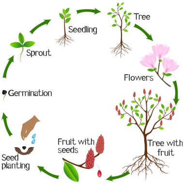 Beyaz arka plan üzerinde pembe manolya bitkibir büyüme döngüsü.
