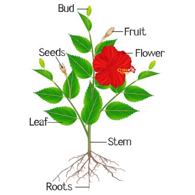 Ebegümeci bitkisinin beyaz arka plan üzerindeki bölümleri.