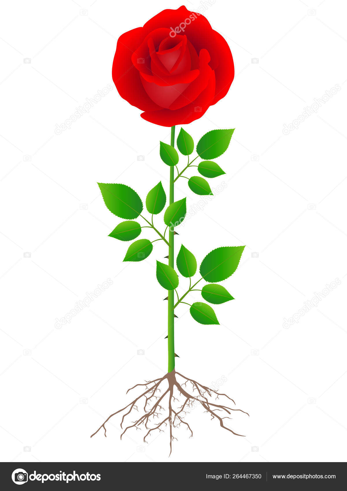 배경에 뿌리와 잎이있는 스톡 벡터 - ©ZAQzaq81 264467350, image size:1200x1700