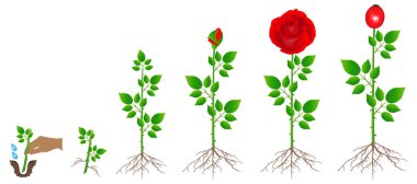 Kırmızı gül bitkibüyüme döngüsü, beyaz arka plan üzerinde izole.