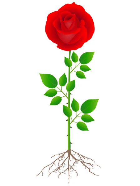 Rote Rose Mit Wurzeln Und Grünen Blättern Auf Weißem Hintergrund — Stockvektor