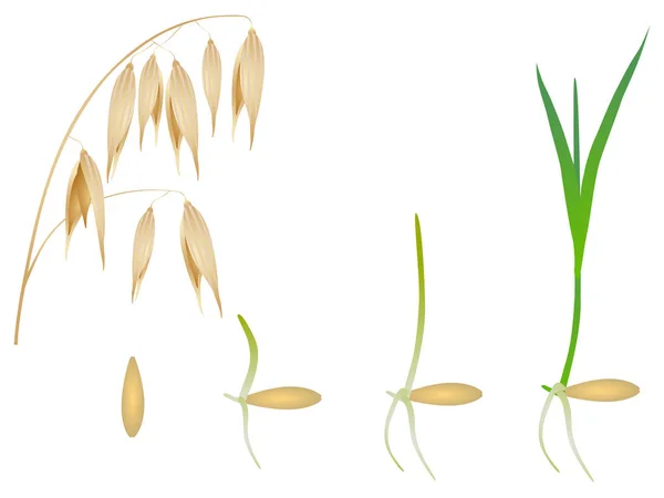 Последовательность Выращивания Овса Изолирована Белом — стоковый вектор