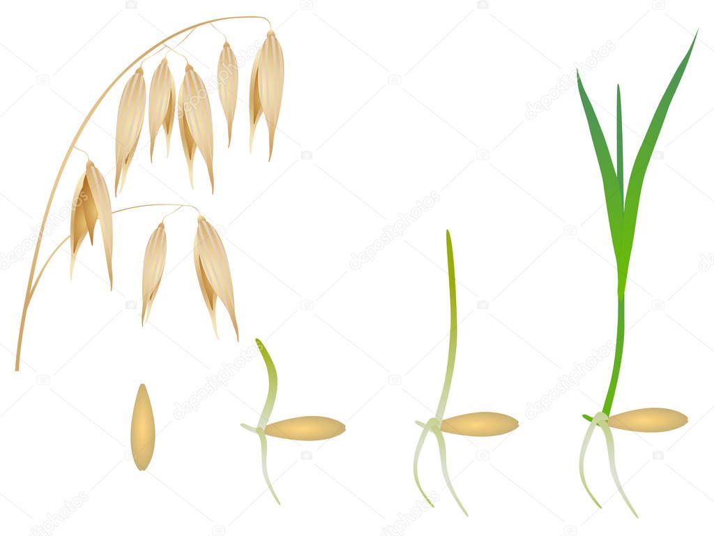 Sequence of oat plant growing isolated on white.