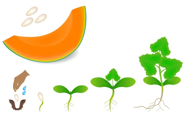 Sekwencja Roślin Kantalupa Melon Rośnie Białym Tle — Wektor stockowy