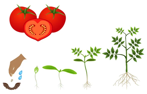 Sequence Tomato Plant Growing Isolated White — Stock Vector