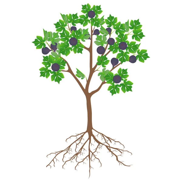 Fig tree with fruit and roots on a white background. — Stock Illustration Fig Tree Fruit Roots White Background Royalty Free Stock Vectors