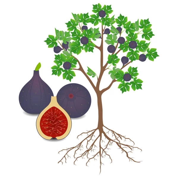 Beyaz Arka Planda Meyveli Incir Ağacı — Stok Vektör