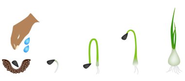 Beyaz üzerinde izole büyüyen bir soğan bitkidizisi.