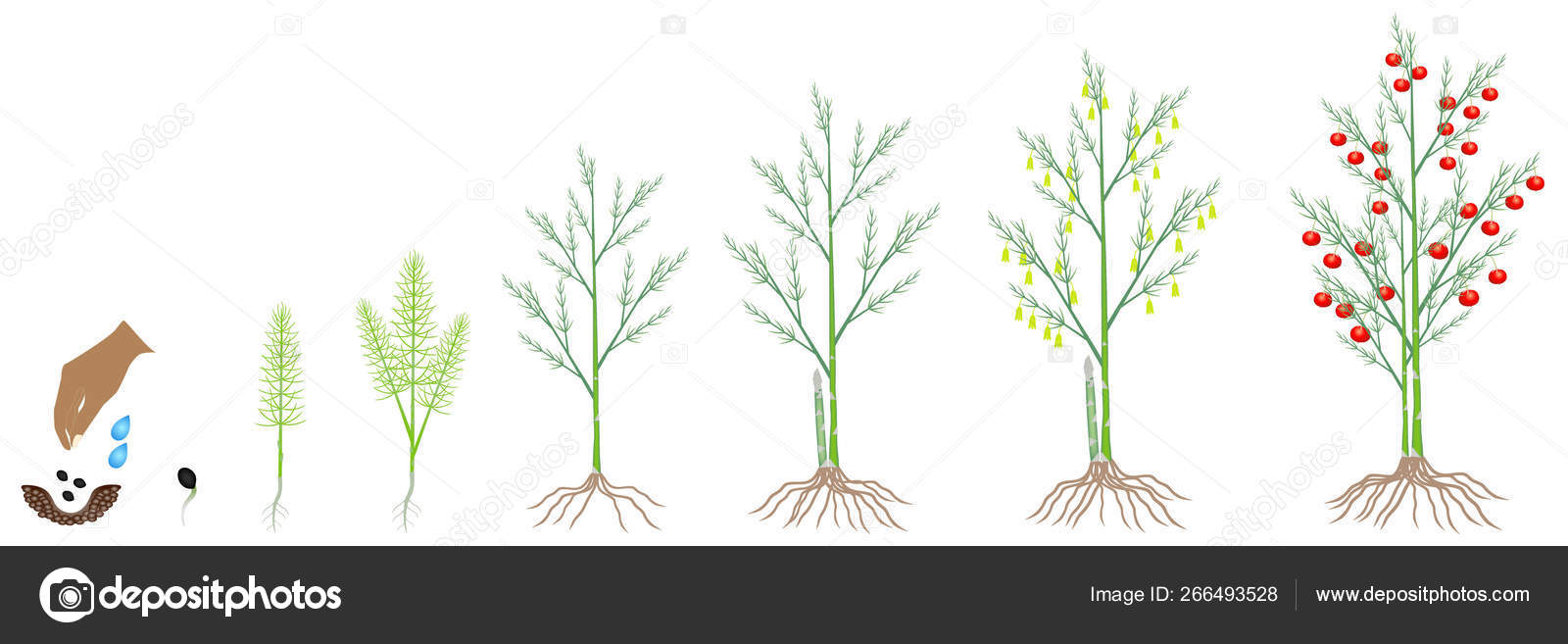Asparagus Plant Life Cycle