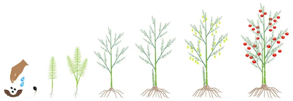Cycle Croissance Une Plante Asperges Sur Fond Blanc — Image vectorielle