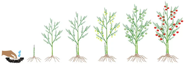 Een Groeicyclus Van Een Asperge Plant Een Witte Achtergrond — Stockvector