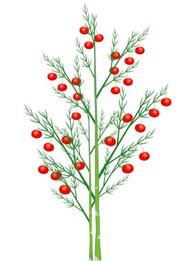 Beyaz bir arka plan üzerinde kırmızı çilek ile kuşkonmaz sprigs.