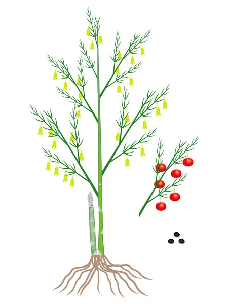 Beyaz Arka Plan Üzerinde Kuşkonmaz Bitki Parçaları — Stok Vektör