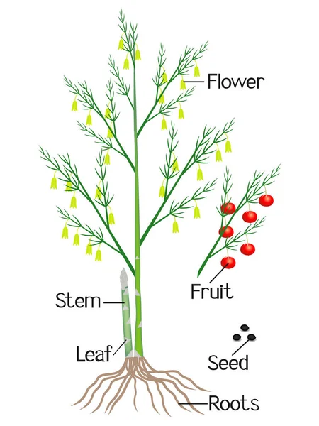 展示芦笋植物部分的插图 — 图库矢量图片