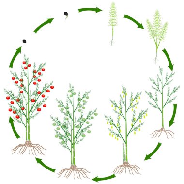 Beyaz arka plan üzerinde kuşkonmaz bitkisinin yaşam döngüsü.