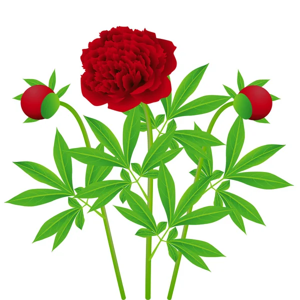 Λουλούδια Κόκκινα Παιώνιες Φύλλα Λευκό Φόντο — Διανυσματικό Αρχείο