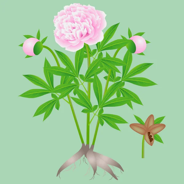 Partes Planta Peonía Rosa Sobre Fondo Blanco — Vector de stock