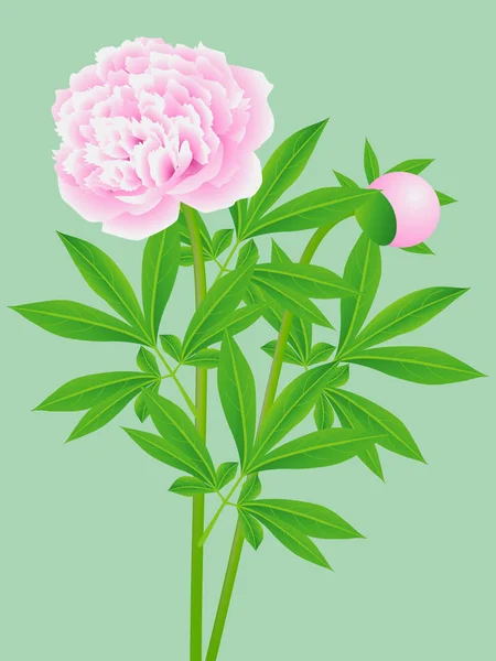 Pivoines Roses Avec Des Feuilles Sur Fond Vert — Image vectorielle